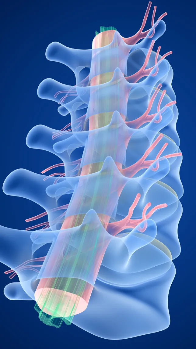 section of spinal cord illustration